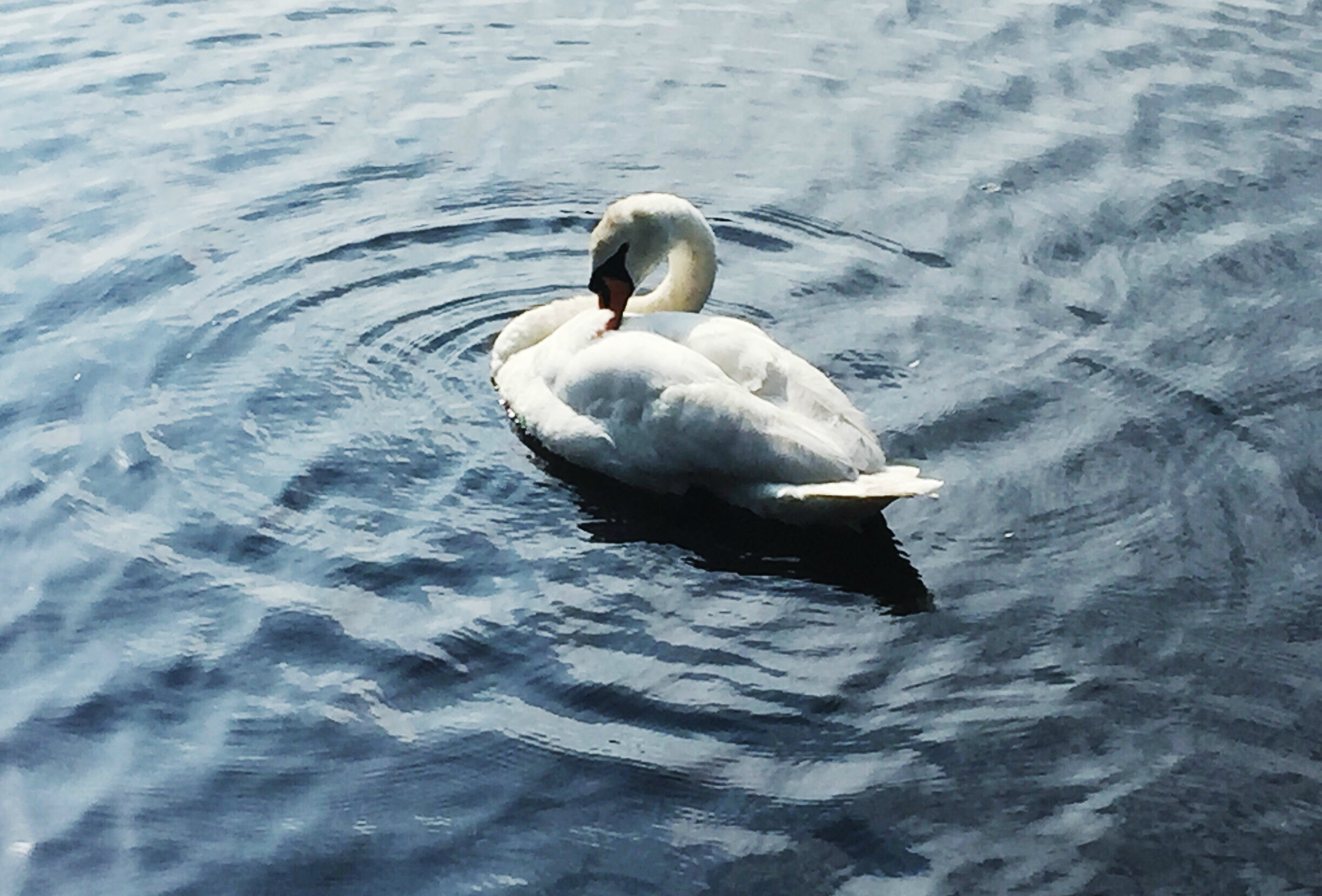 Swan 2